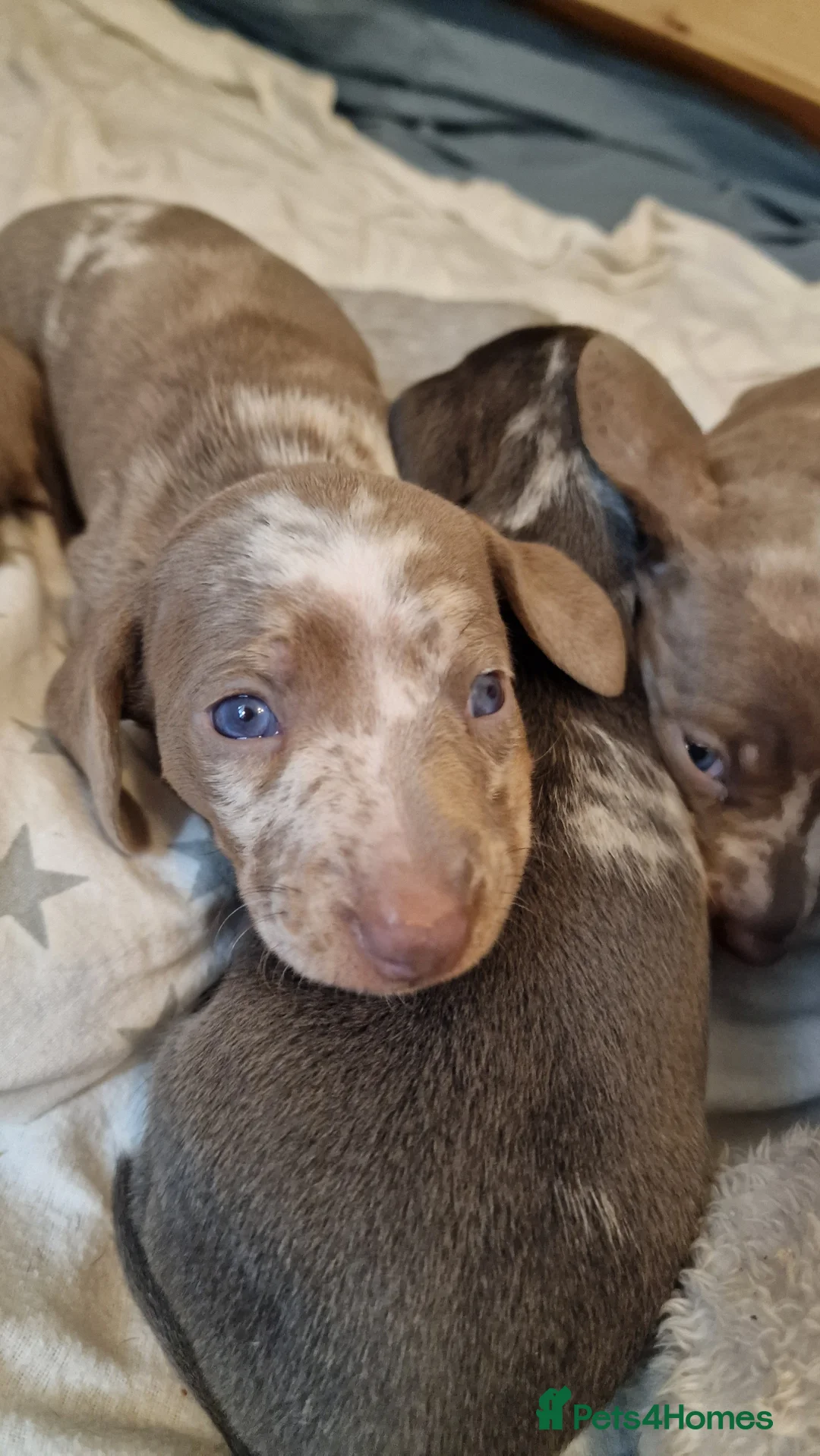 Miniature Dachshund dogs for sale: Isabella Blue & Lilac Blue Miniature Dachshund  in Steyning - Advert 9