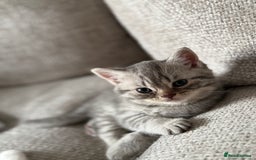 British Shorthair cats for sale: Beautiful rare colour BSH kittens  - Image 8