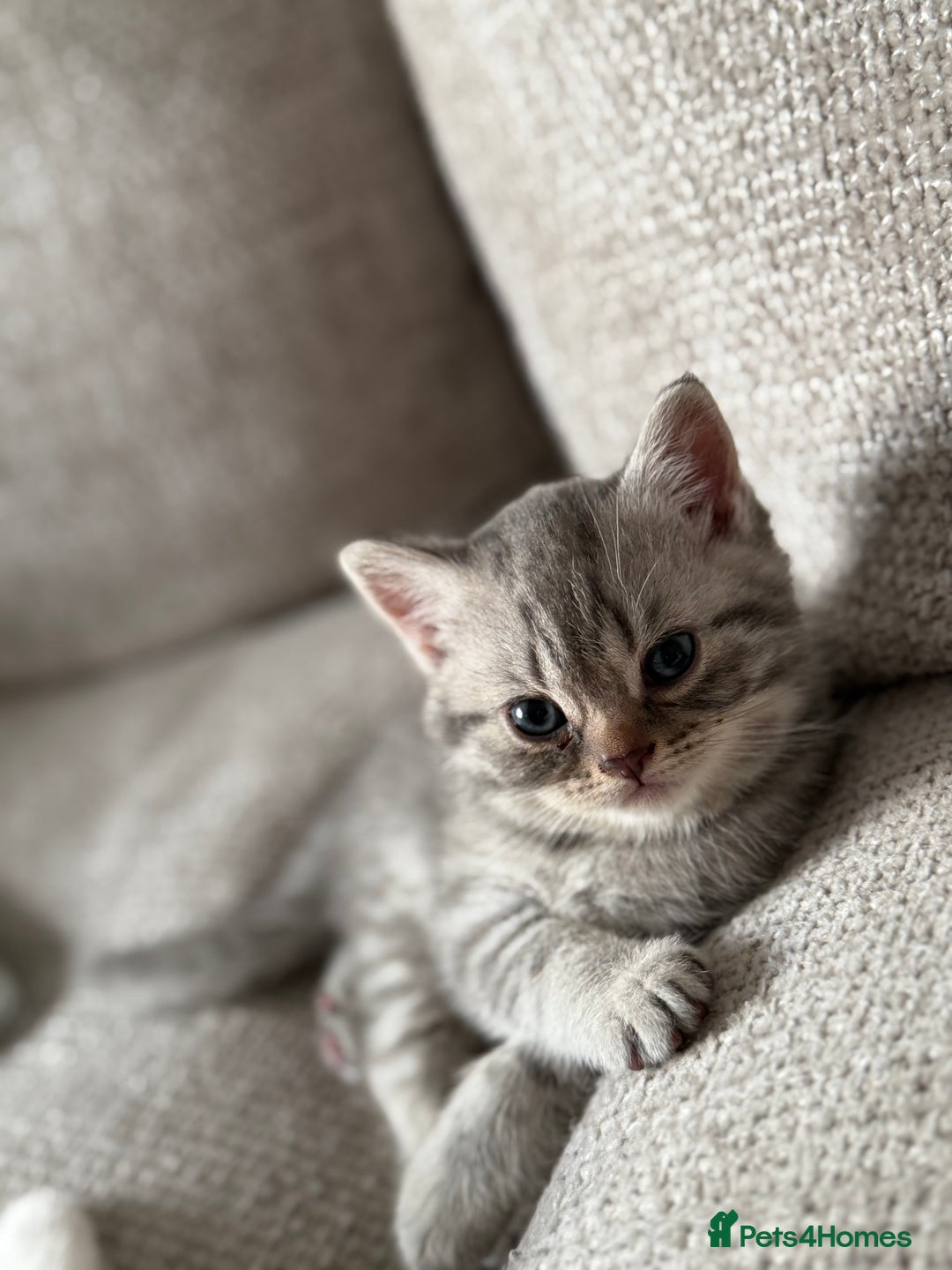 British Shorthair cats for sale: Beautiful rare colour BSH kittens  - Image 8