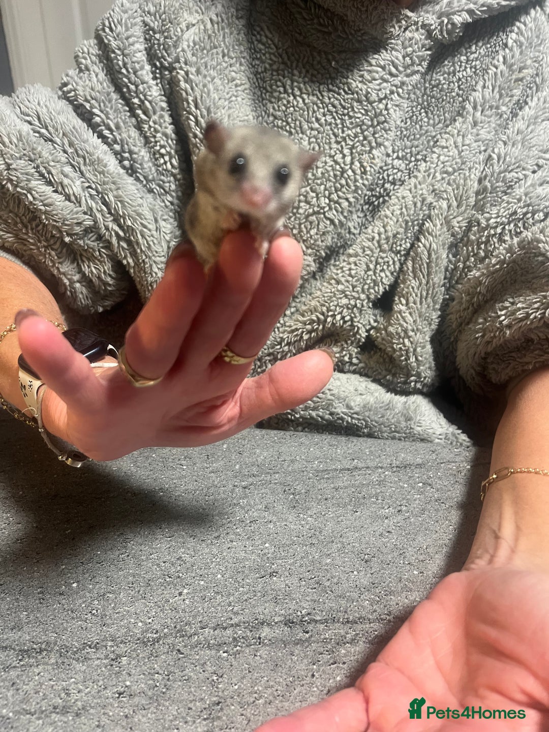 Mouse rodents for sale: Very tame Pygmy squirrels - Advert 2