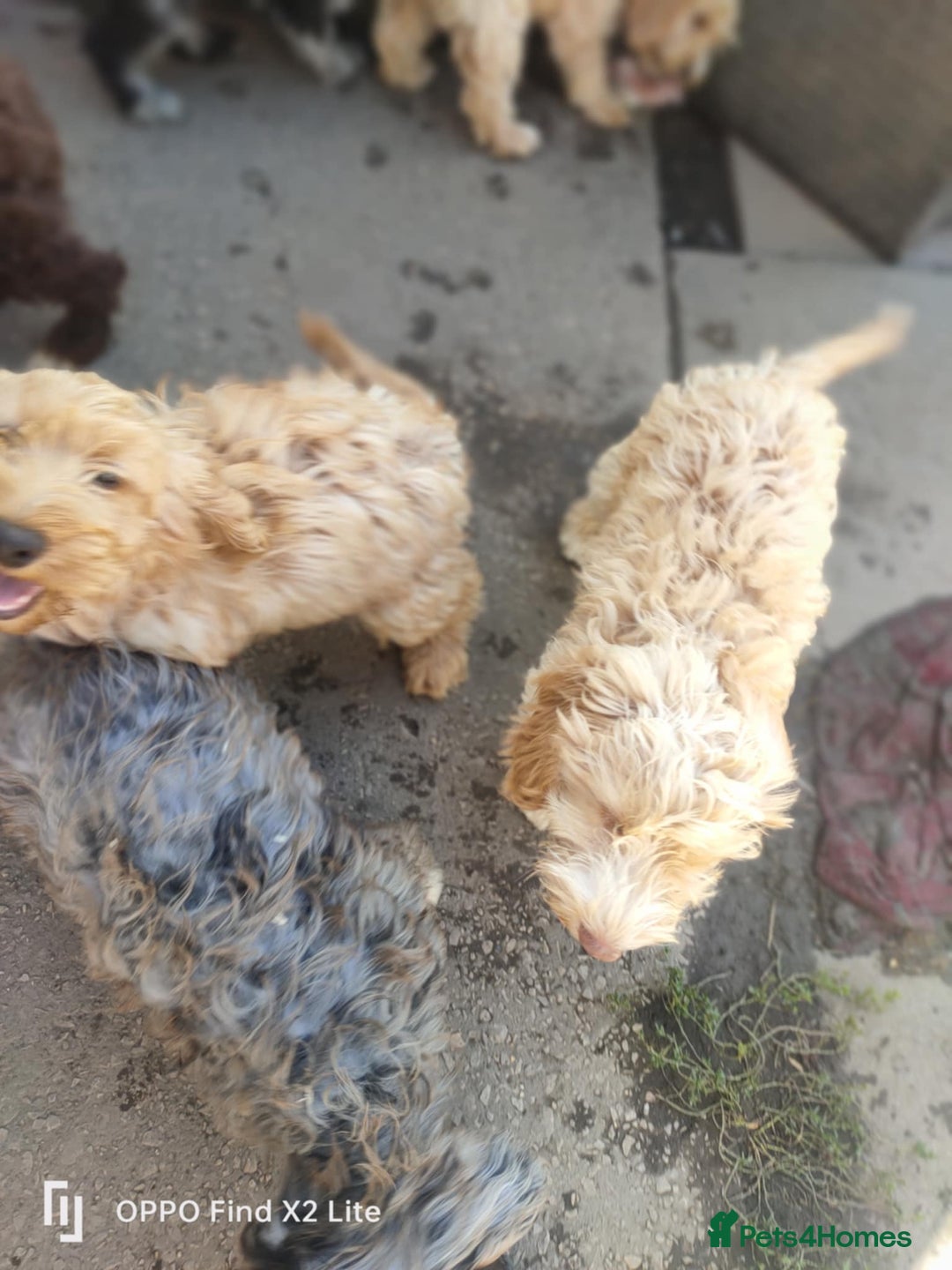 Cockapoo dogs for sale: 2 beautiful cockapoo desperate for forever homes  - Image 37
