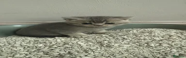 British Shorthair Kitten 2
