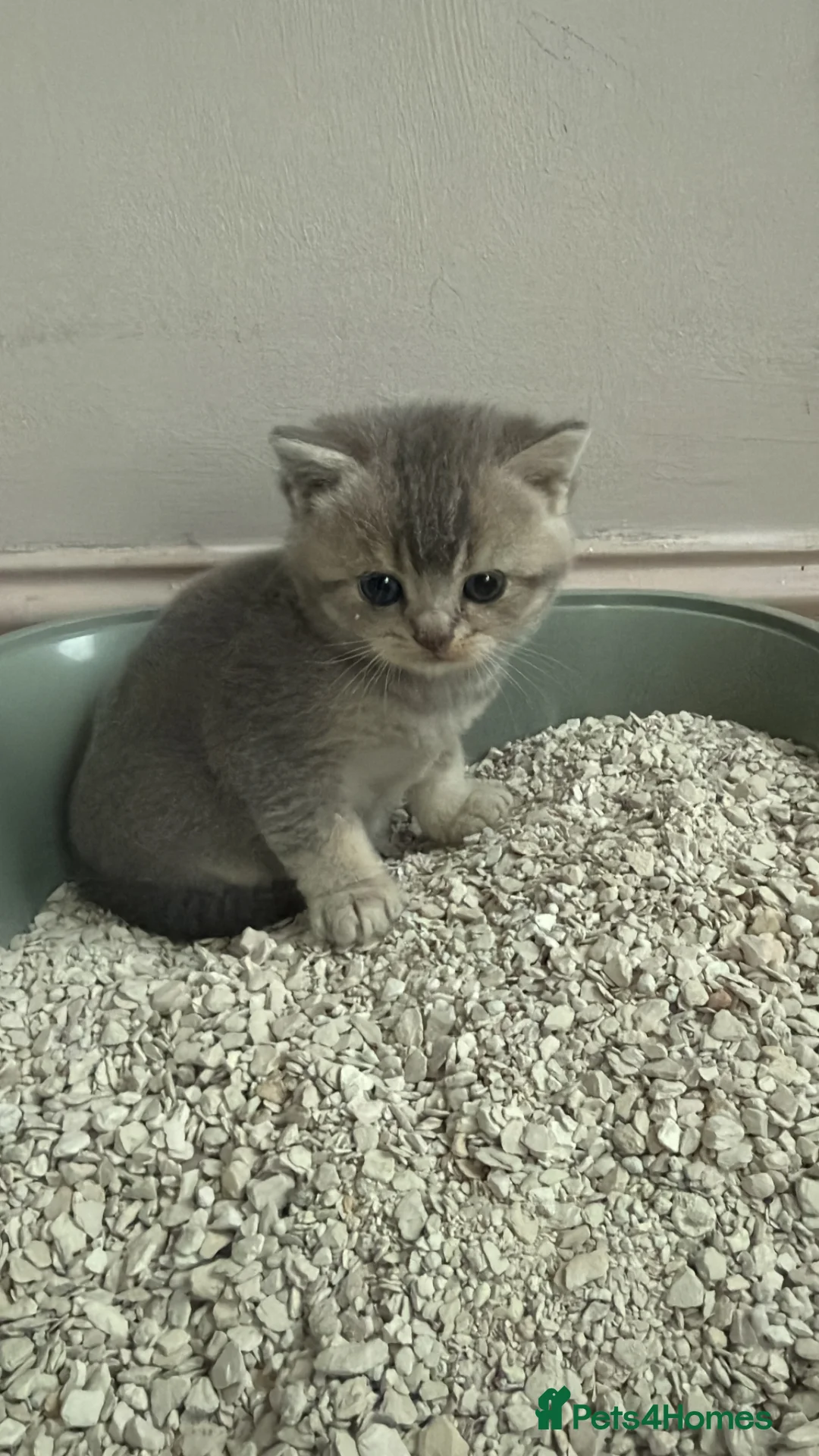 British Shorthair cats for sale: Ready to go British Shorthair Kittens - Advert 8