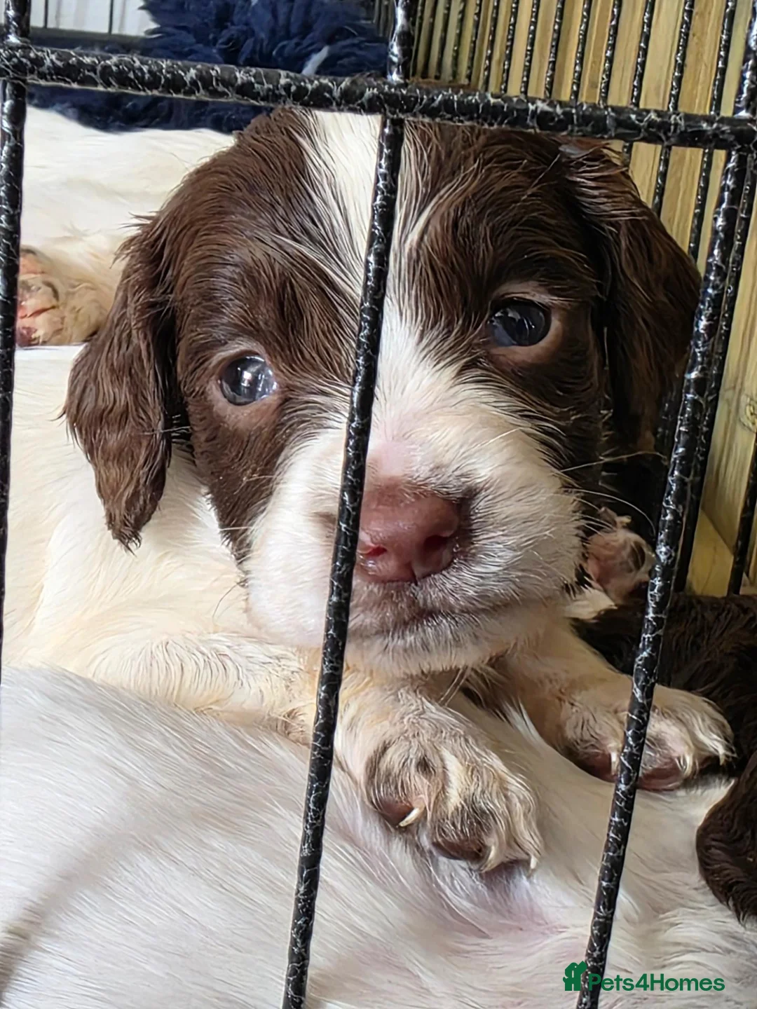 English Springer Spaniel dogs for sale: English springer spaniel puppies - Advert 13