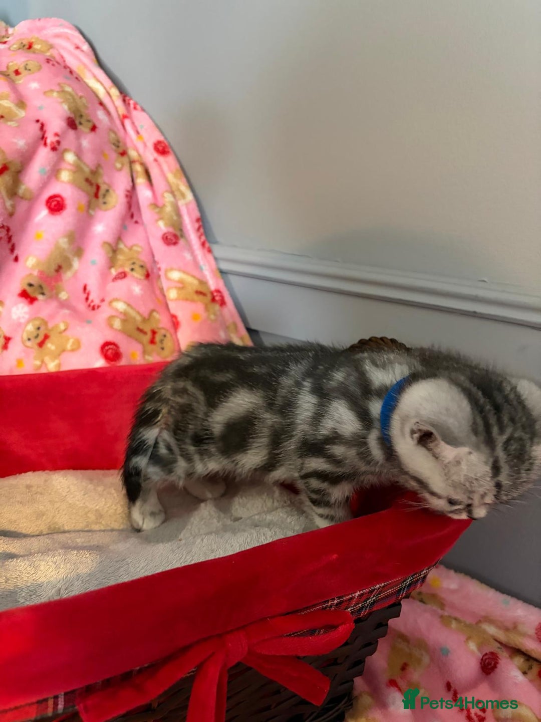 British Shorthair cats for sale: Beautiful bsh kittens  - Image 24