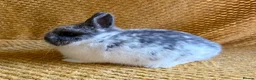 Netherland Dwarf rabbits for sale: Gorgeous Netherland dwarves  - Advert 2