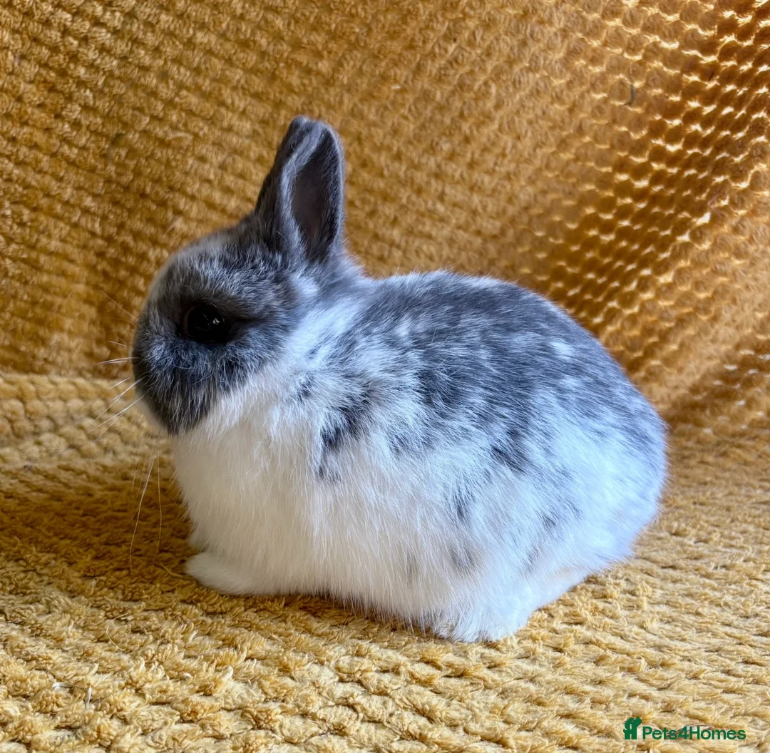 Netherland Dwarf rabbits for sale: Gorgeous Netherland dwarves  - Advert 2