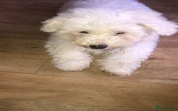 Bichon Frise dogs for sale: Bichon frise 4 year old male stud for sale - Image 14