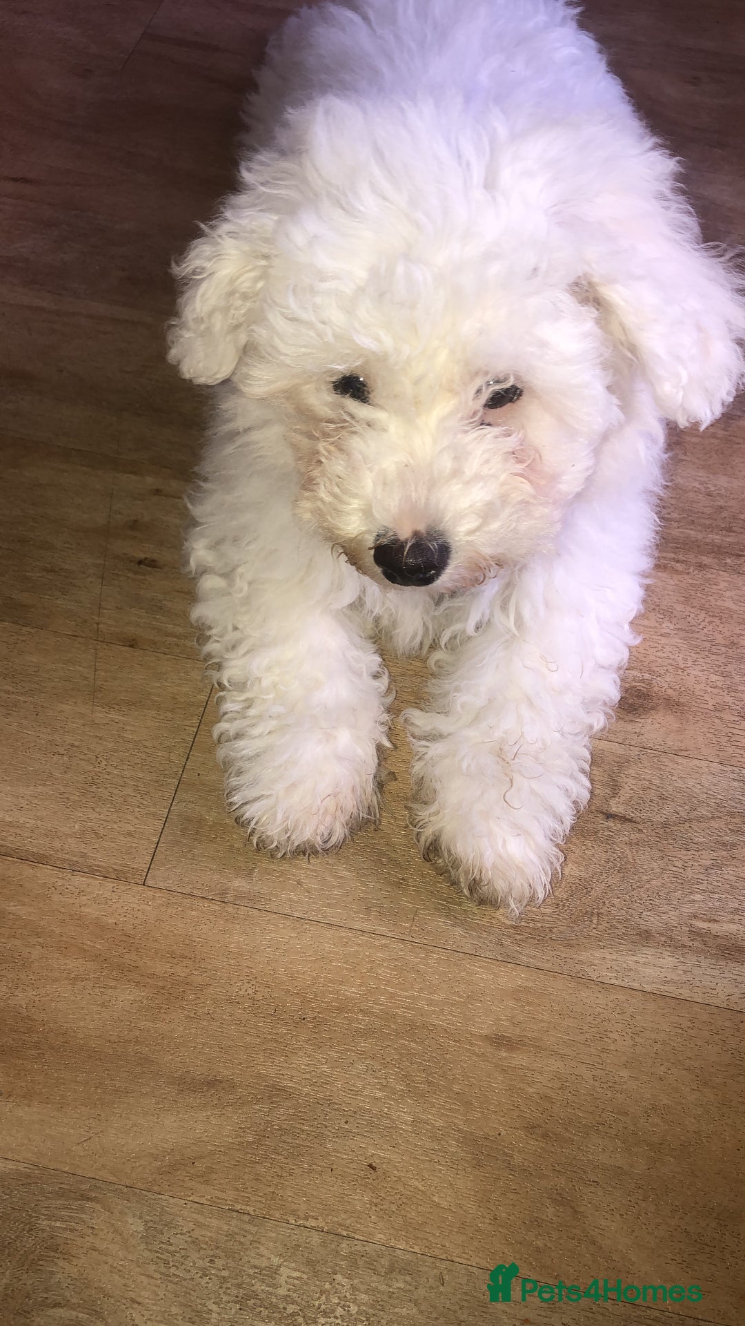 Bichon Frise dogs for sale: Bichon frise 4 year old male stud for sale - Image 14