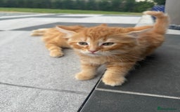 Mixed Breed cats for sale:  Ginger Kitten for sale - Image 7