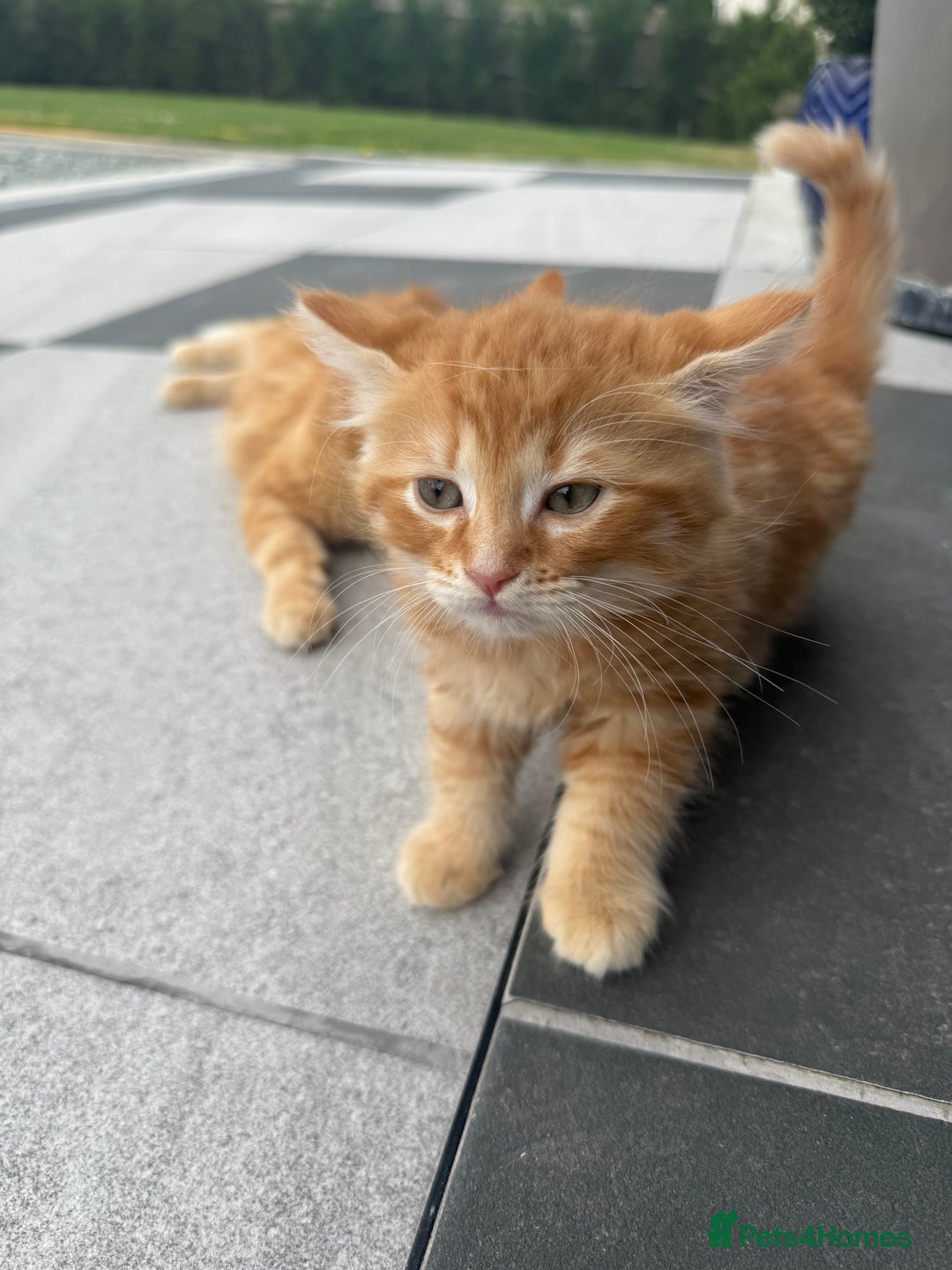 Mixed Breed cats for sale:  Ginger Kitten for sale - Image 7