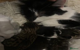 Mixed Breed cats for sale: Beautiful kittens 3 female  - Image 13
