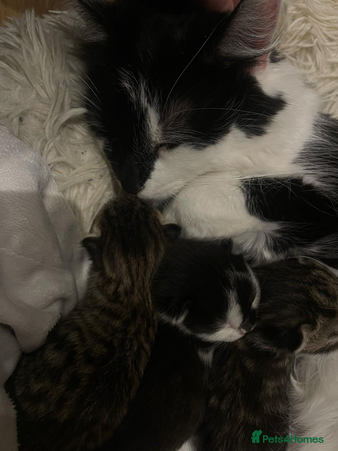 Mixed Breed cats for sale: Beautiful kittens 3 female  - Image 13