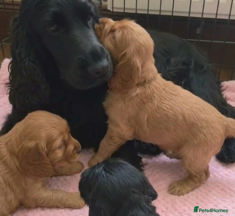 Cocker Spaniel dogs Beautiful cocker spaniel puppies for sale - Advert 1