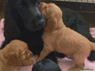 Cocker Spaniel dogs Beautiful cocker spaniel puppies for sale - Advert 1