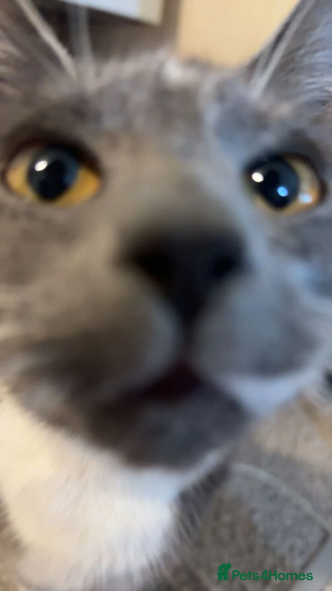 Mixed Breed cats for sale: Kittens for sale in Stoke-on-Trent - Advert 4