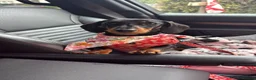 Miniature Dachshund dogs for sale: Honey - miniature dachshund  in Halesowen - Advert 1