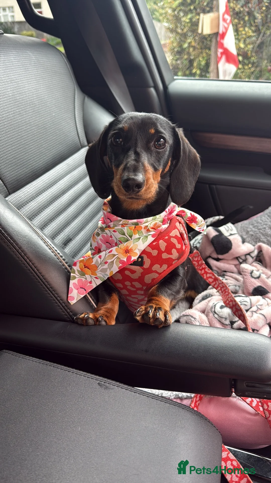Miniature Dachshund dogs for sale: Honey - miniature dachshund  in Halesowen - Advert 1