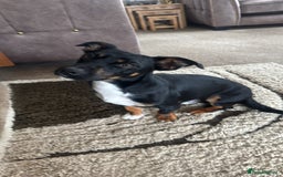 Jack Russell dogs for stud: Pure Male Jack Russell available for stud 🐶 in Holywell - Image 3