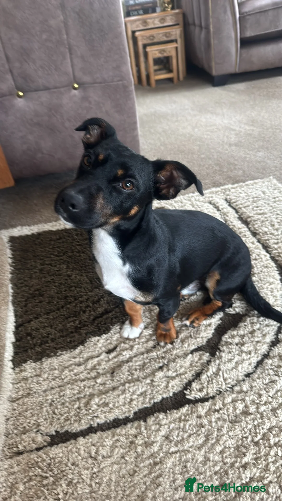 Jack Russell dogs for stud: Pure Male Jack Russell available for stud 🐶 in Holywell - Advert 3