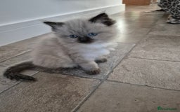 Ragdoll cats for sale: Stunning ragdoll kitten - Image 1