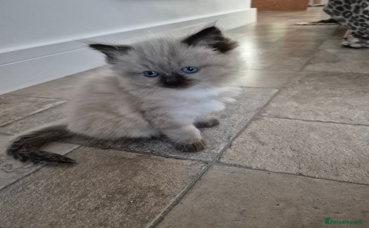 Ragdoll cats - Advert 1