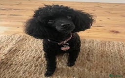 Toy Poodle dogs for sale: Stunning toy poodles  - Advert 35