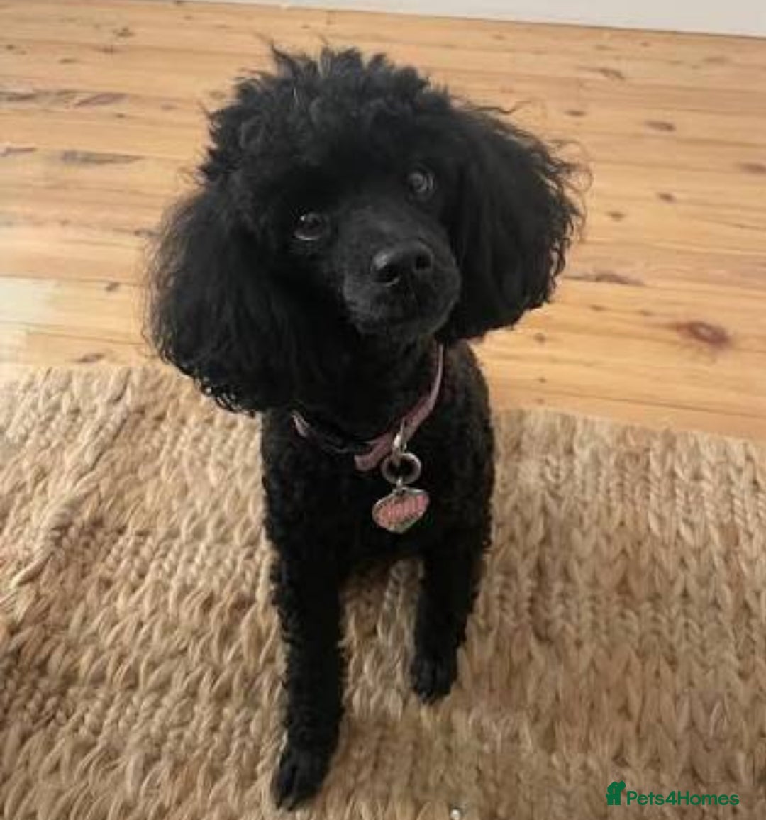 Toy Poodle dogs for sale: Stunning toy poodles  - Advert 35