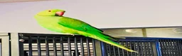 Parrots birds for sale: Young Indian Ringnack parrot for sale - Advert 3