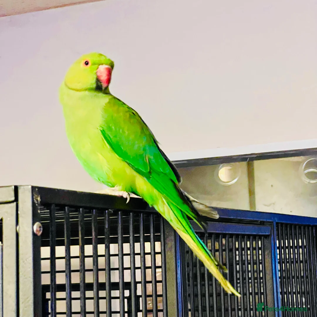 Parrots birds for sale: Young Indian Ringnack parrot for sale - Advert 3