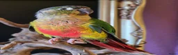 Conures birds for sale: Friendly conure - Advert 5
