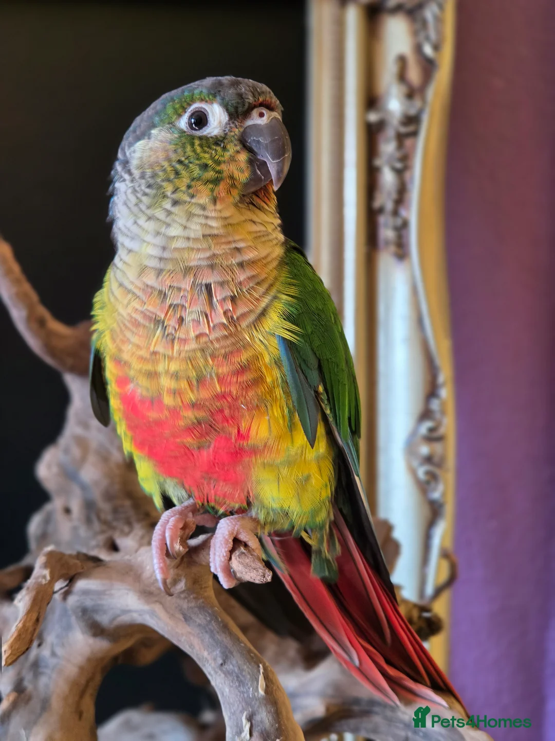 Conures birds for sale: Friendly conure - Advert 5