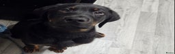 Mixed Breed dogs for sale: Rottweiler X - Advert 8