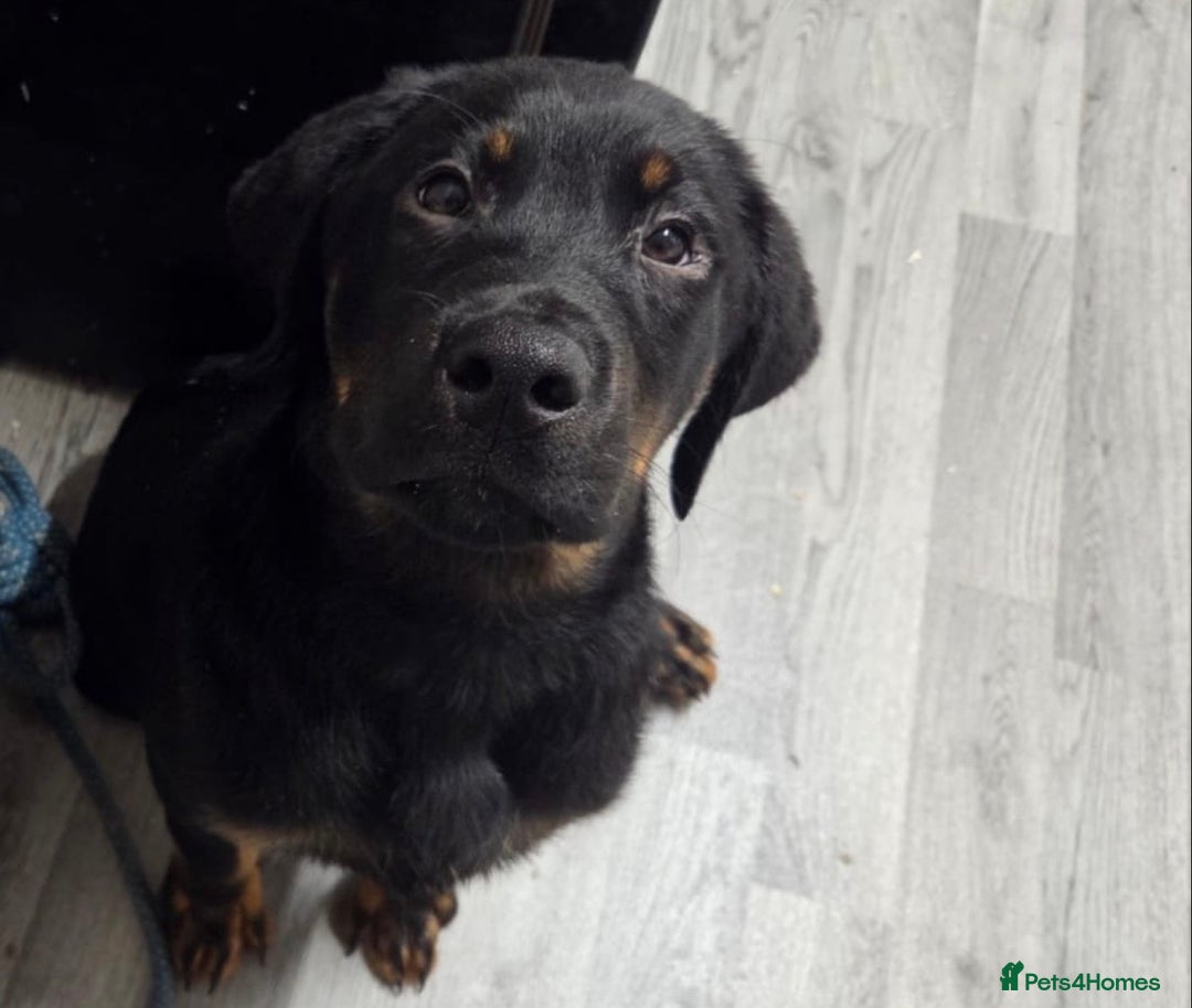 Mixed Breed dogs for sale: Rottweiler X - Advert 8
