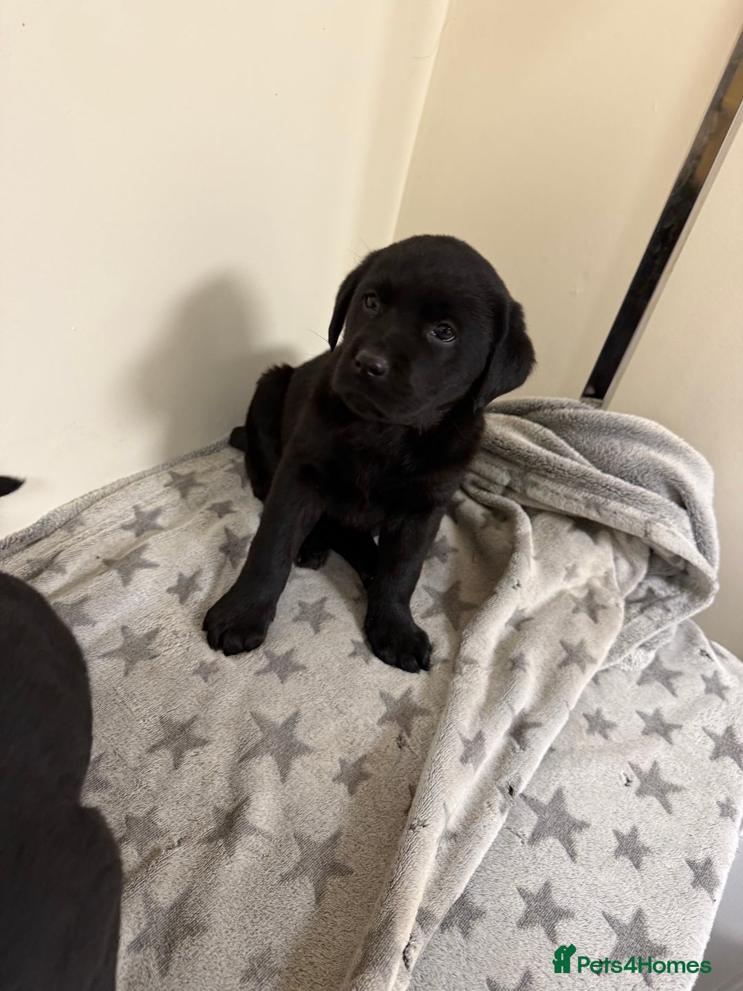 Labrador Retriever dogs for sale: Labradors - Advert 16