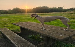 Whippet dogs for sale: CHAMPION SHOW BLOOD KC WHIPPET PUPS - Image 11