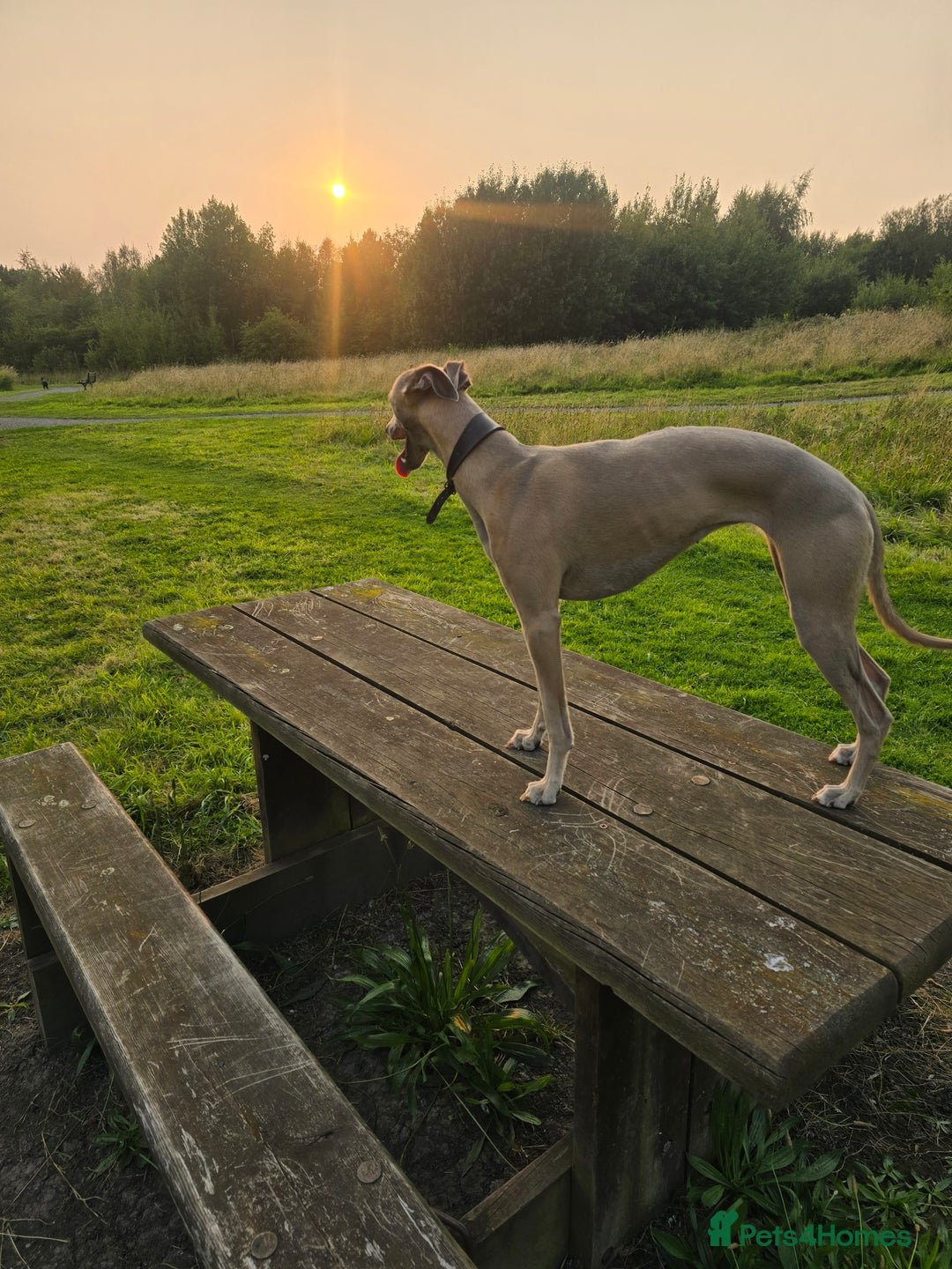 Whippet dogs for sale: CHAMPION SHOW BLOOD KC WHIPPET PUPS - Image 11