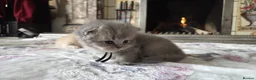 British Shorthair cats for sale: six beautiful British Shorthair  in Halifax - Advert 6