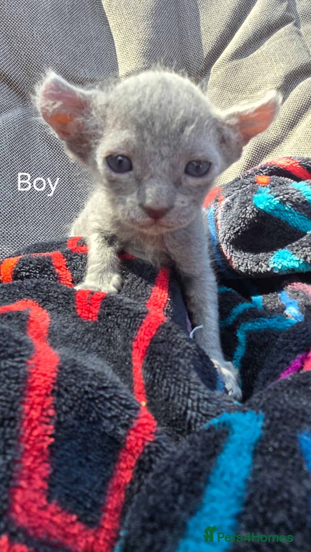 Sphynx cats for sale: Elf Sphynx Kittens  - Image 12