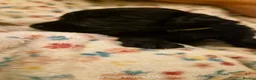 Double Doodle dogs for sale: Double doodle puppies (labradoodle/goldendoodle)🐶 - Advert 33