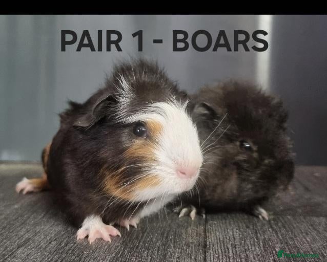 Guinea Pig rodents Beautiful Male Baby Guinea Pigs for sale  - Advert 10