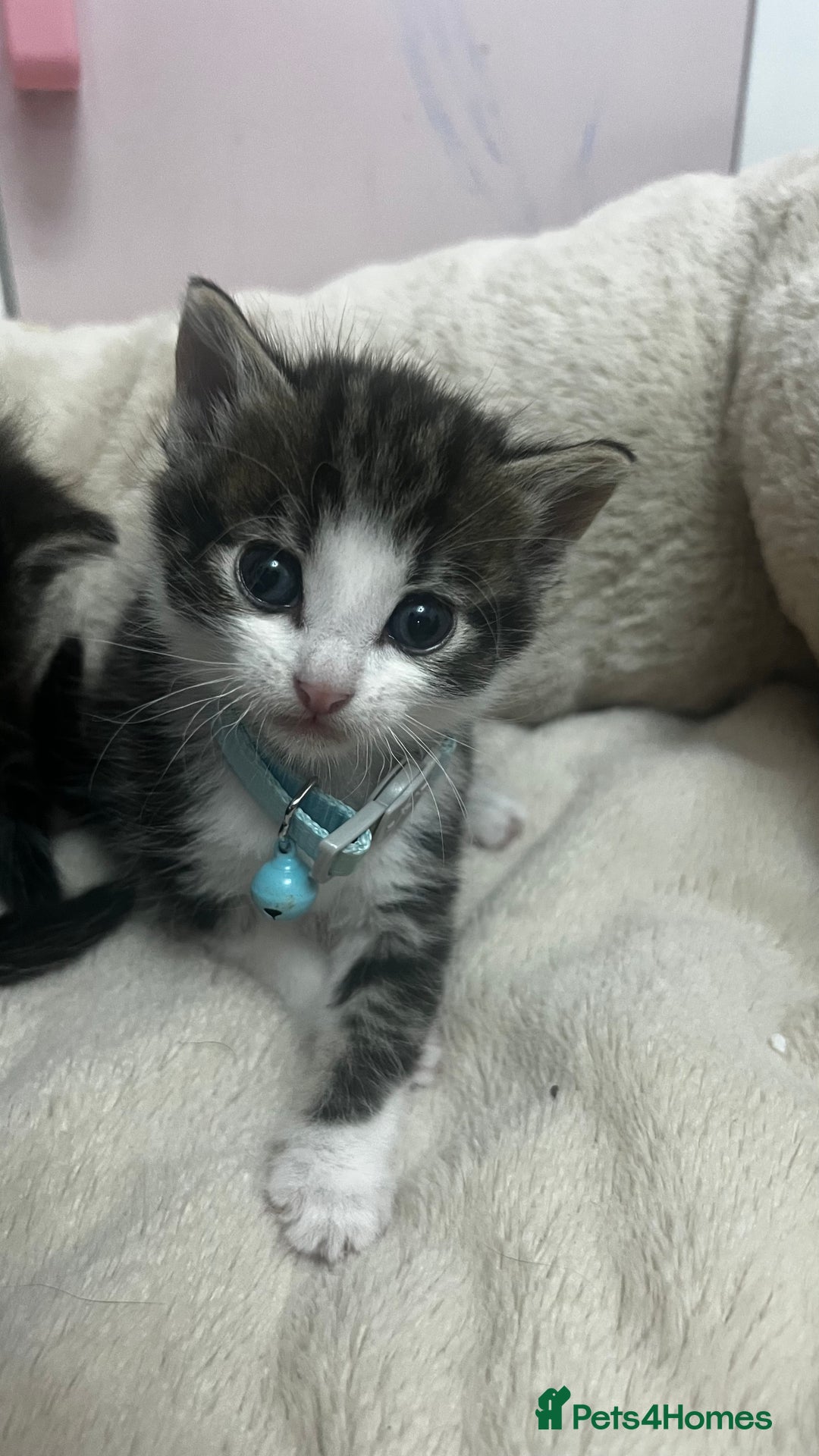 Bengal cats for sale: Beautiful bengals litter of 7😍 - Advert 14