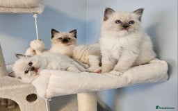 Ragdoll cats for sale: Stunning Ragdoll kittens  - Image 17