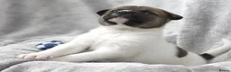 Mixed Breed dogs for sale: F1 American Bulldog x American Akita Puppies in London - Advert 11