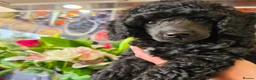 Standard Poodle dogs for sale: Rarely seen in UK - Moyen Poodle - Advert 5