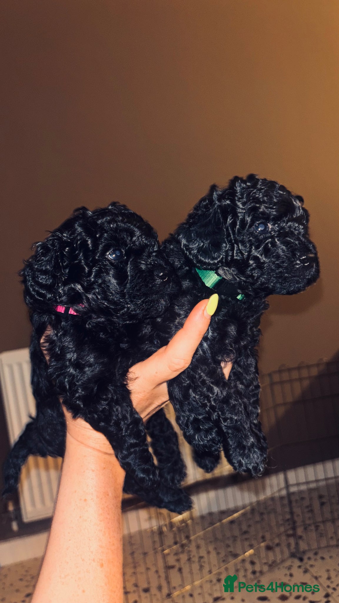 Cavapoo dogs **Last Two** Available F1b Toy Cavapoo pups - Advert 15