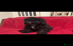 Cavapoo dogs for sale:  5 month Cavapoo puppies for sale - Image 6