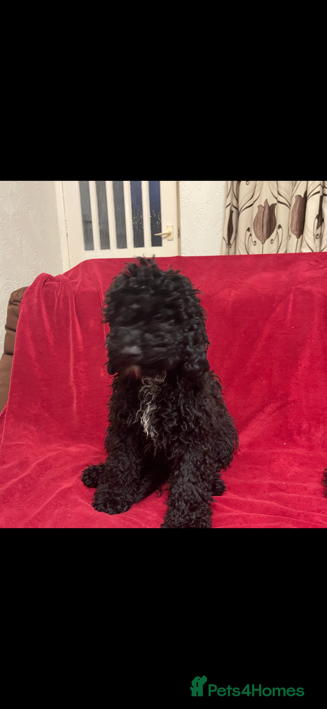 Cavapoo dogs for sale:  5 month Cavapoo puppies for sale - Image 6