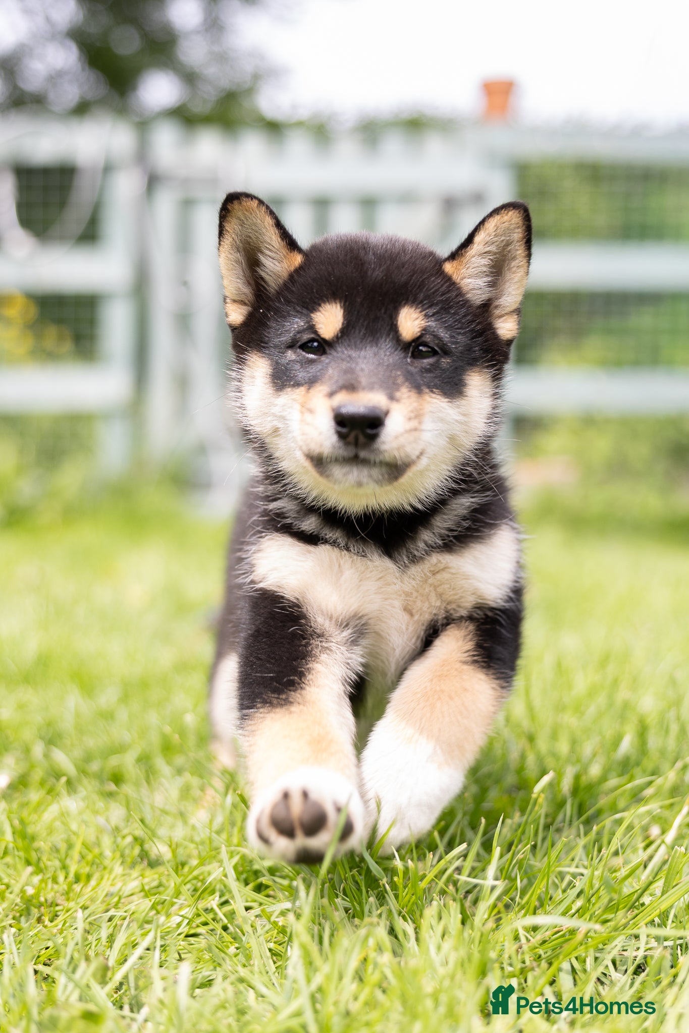 Japanese Shiba Inu dogs READY NOW Exclusive Japanese Shibas Puppies  🇯🇵 - Advert 2