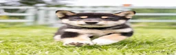 Japanese Shiba Inu dogs for sale: READY NOW Exclusive Japanese Shibas Puppies  🇯🇵 - Advert 2